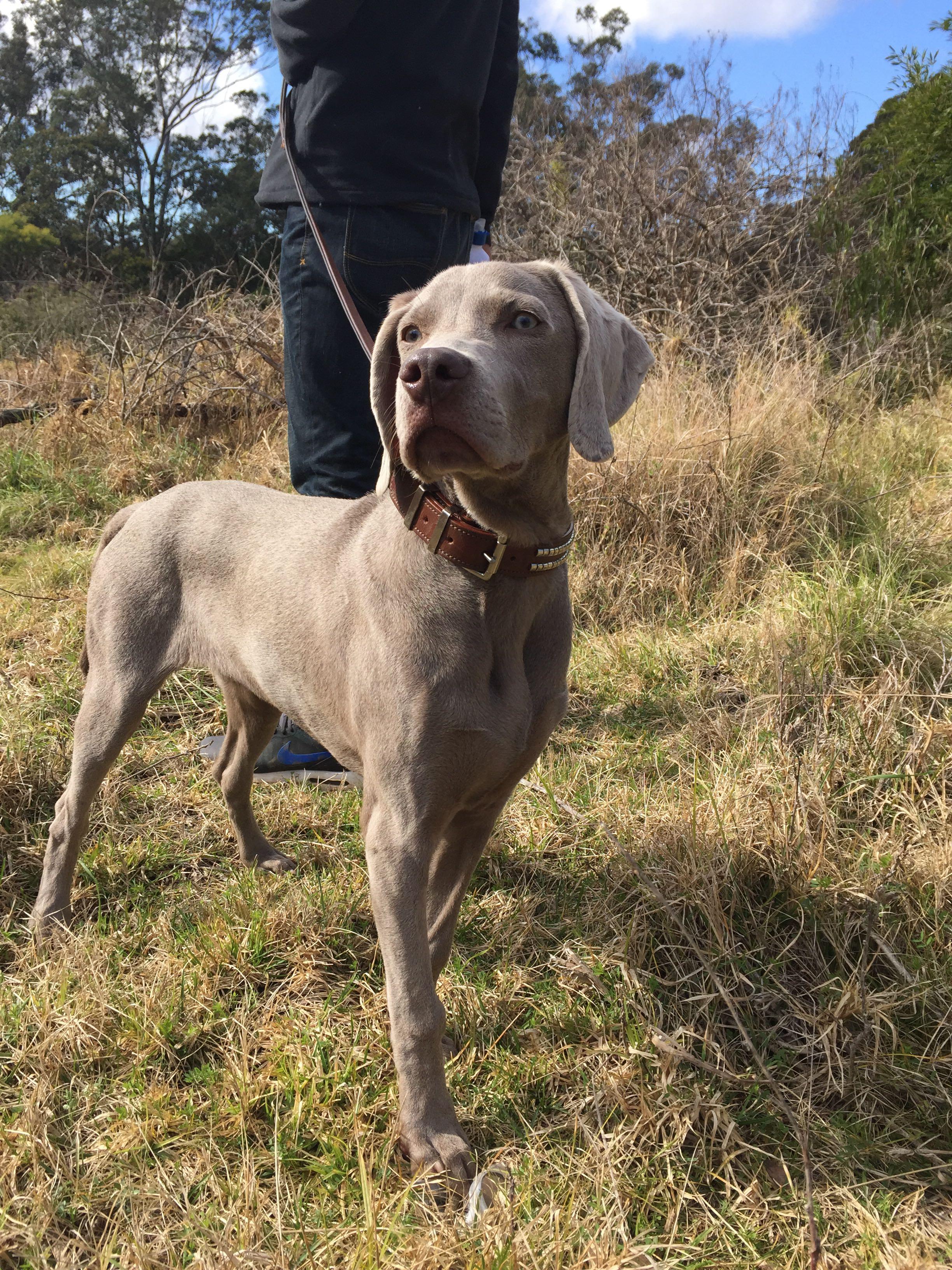 养魏玛犬是一种怎样的体验