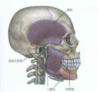 舌骨 位置图图片