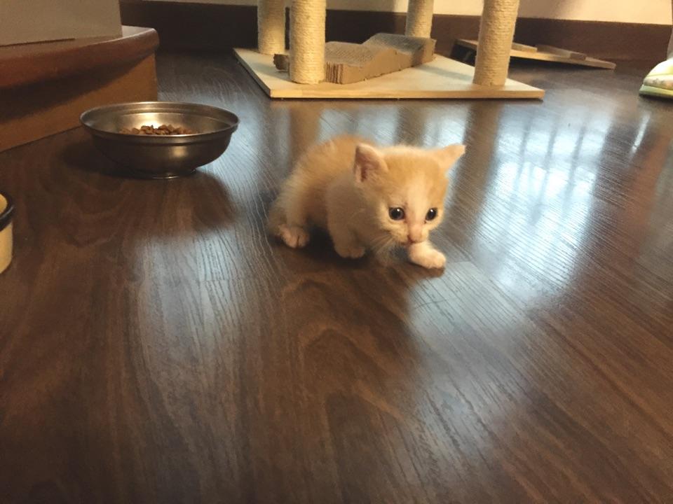 领养猫带回家之前要去宠物医院检查吗? - 奶猫