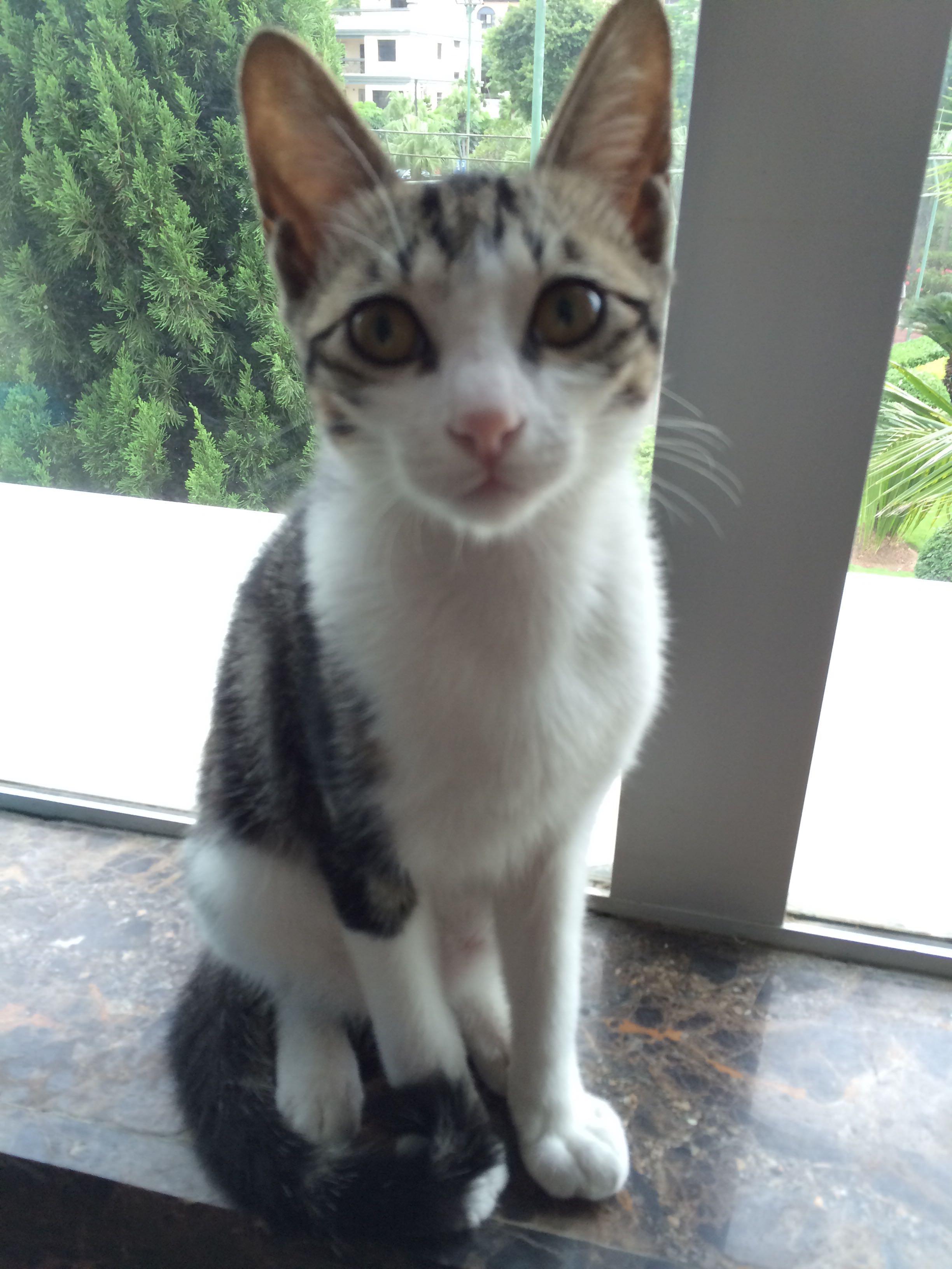 猫怎么吃能长胖? - gill 的回答 - 知乎