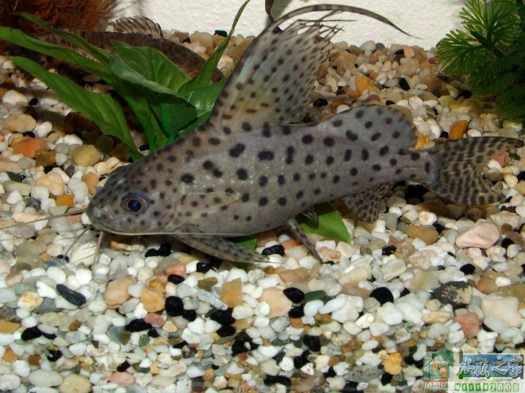 有哪些奇怪的淡水鱼