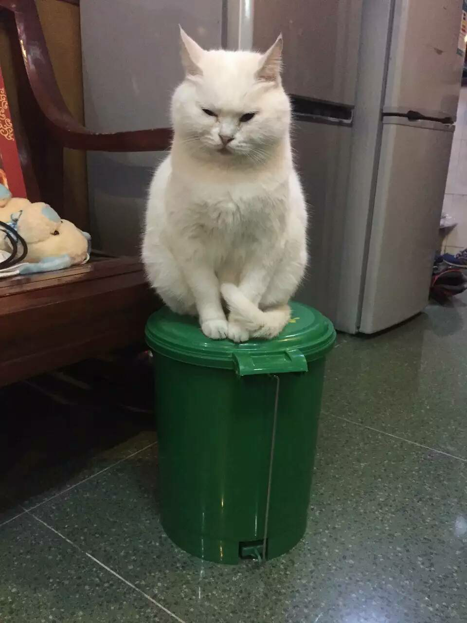 给猫吃什么好?猫粮?进口?国产?猫饭? - 知乎用