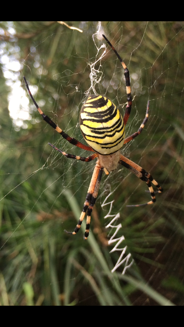 图中黄黑相间的是什么品种的蜘蛛