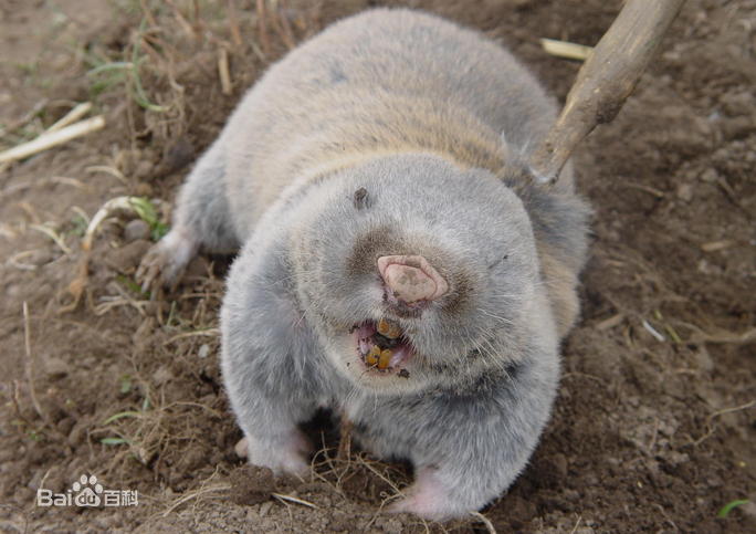 据说广东萝岗有几家专门吃老鼠的餐馆真的吗