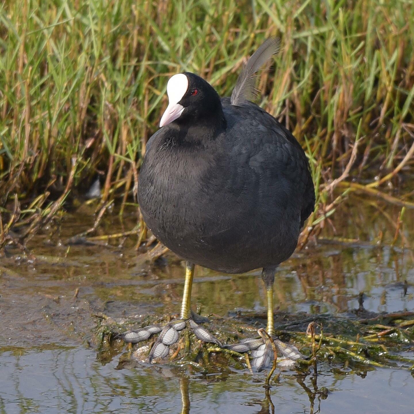 黑水鸡为啥会游泳? - 知乎