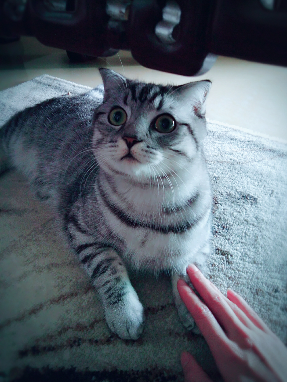 有什么长得好看又不贵的猫?