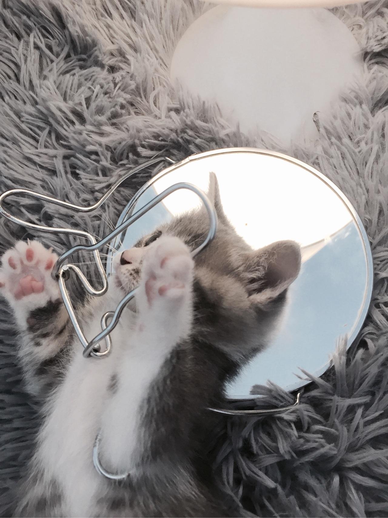 中华田园猫的颜值可以多高? - 造句子的回答