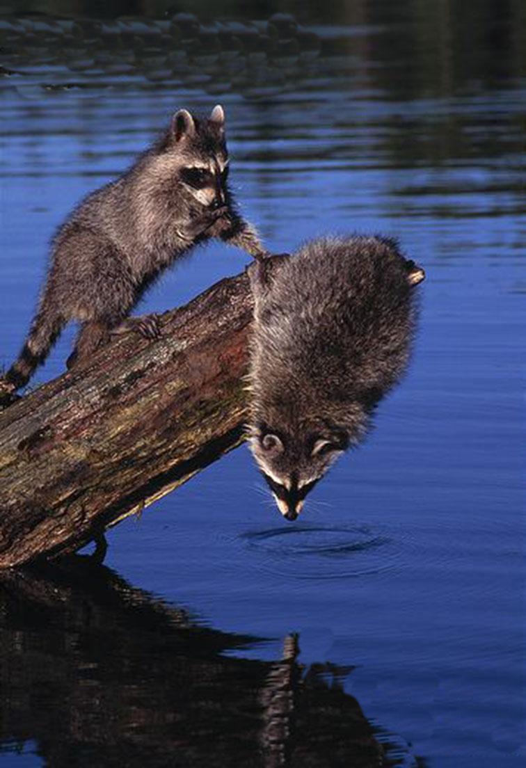 如何区分浣熊和小熊猫? - 知乎