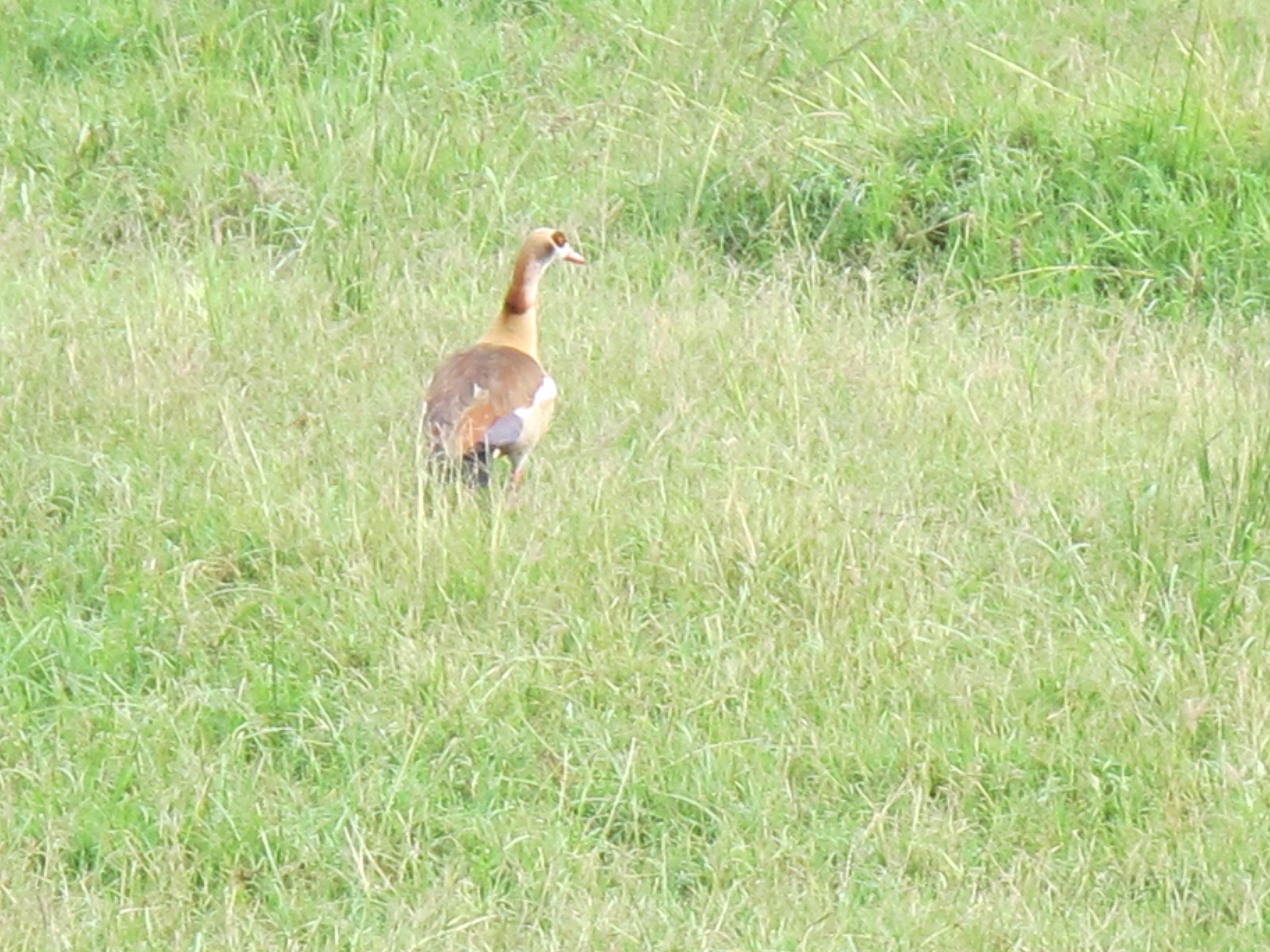 到非洲旅行带 8 岁小朋友同行有哪些需要注意的事项?