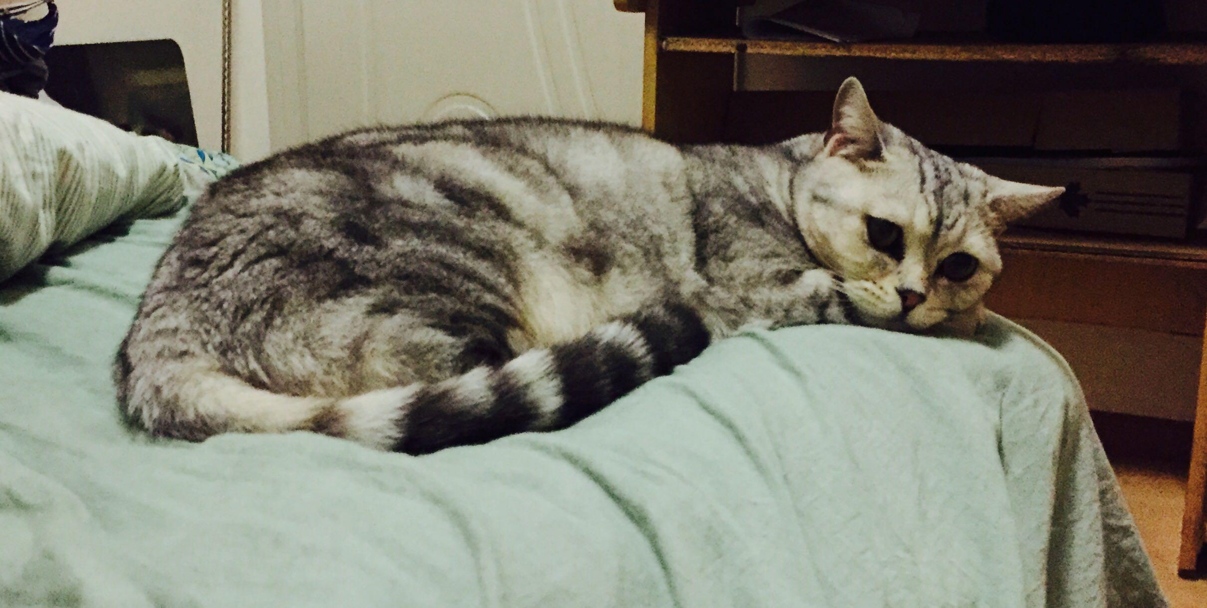 人晚上睡着后猫在做什么?