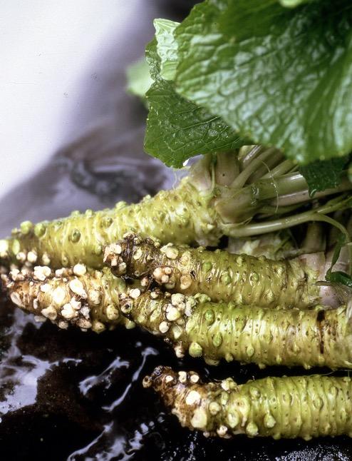 美白温泉,天然红叶,草间弥生,都在十一假期