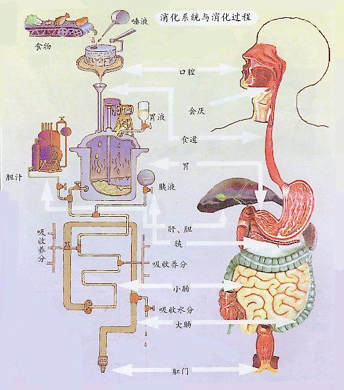 人体吸收营养的过程图图片