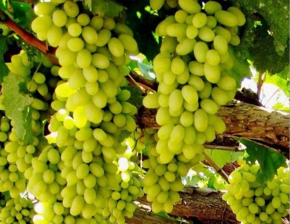 舌尖上的童年第九弹张家口的拔丝葡萄