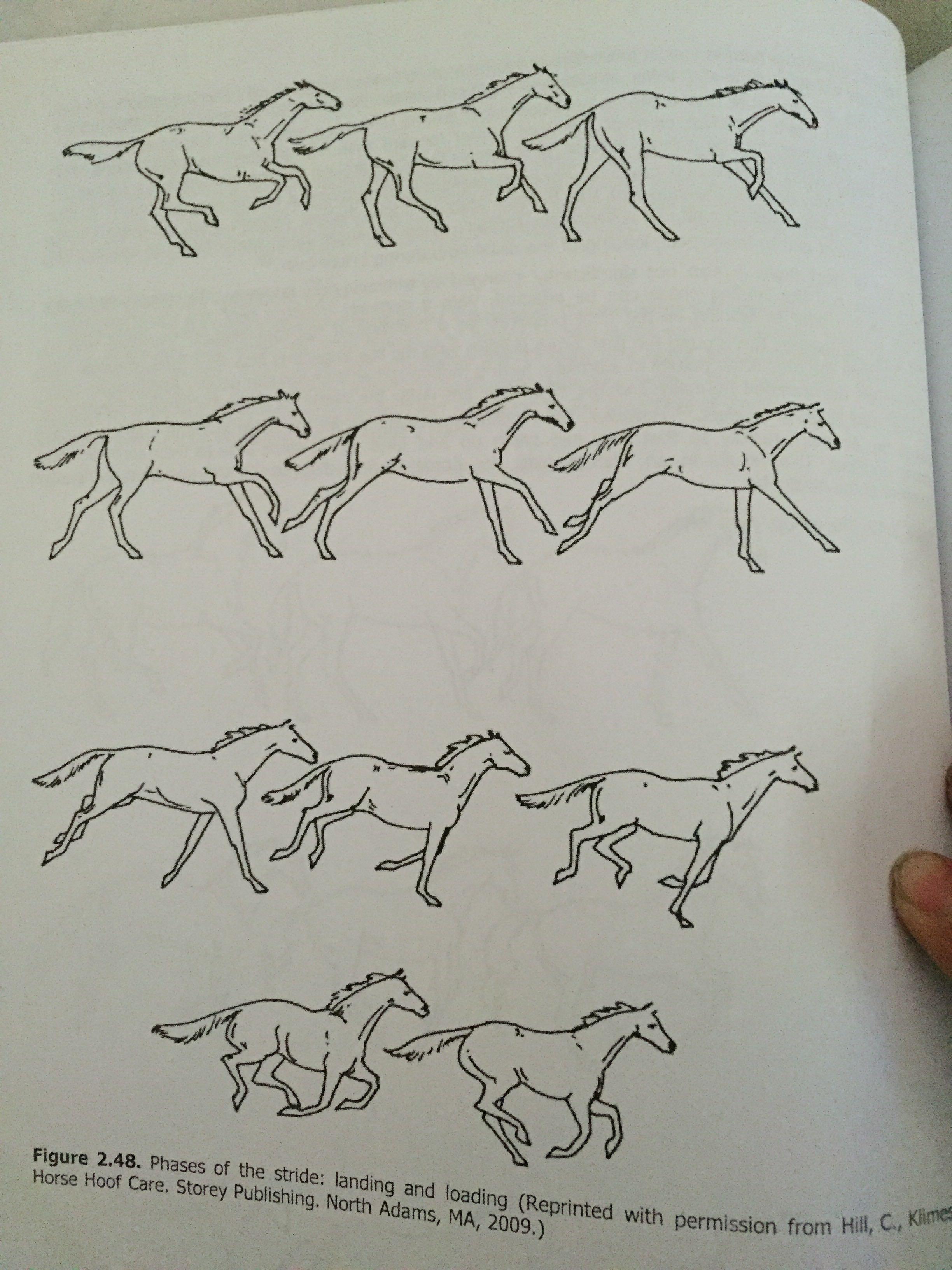 马奔跑的时候,四条腿用力的顺序是什么? - 知乎