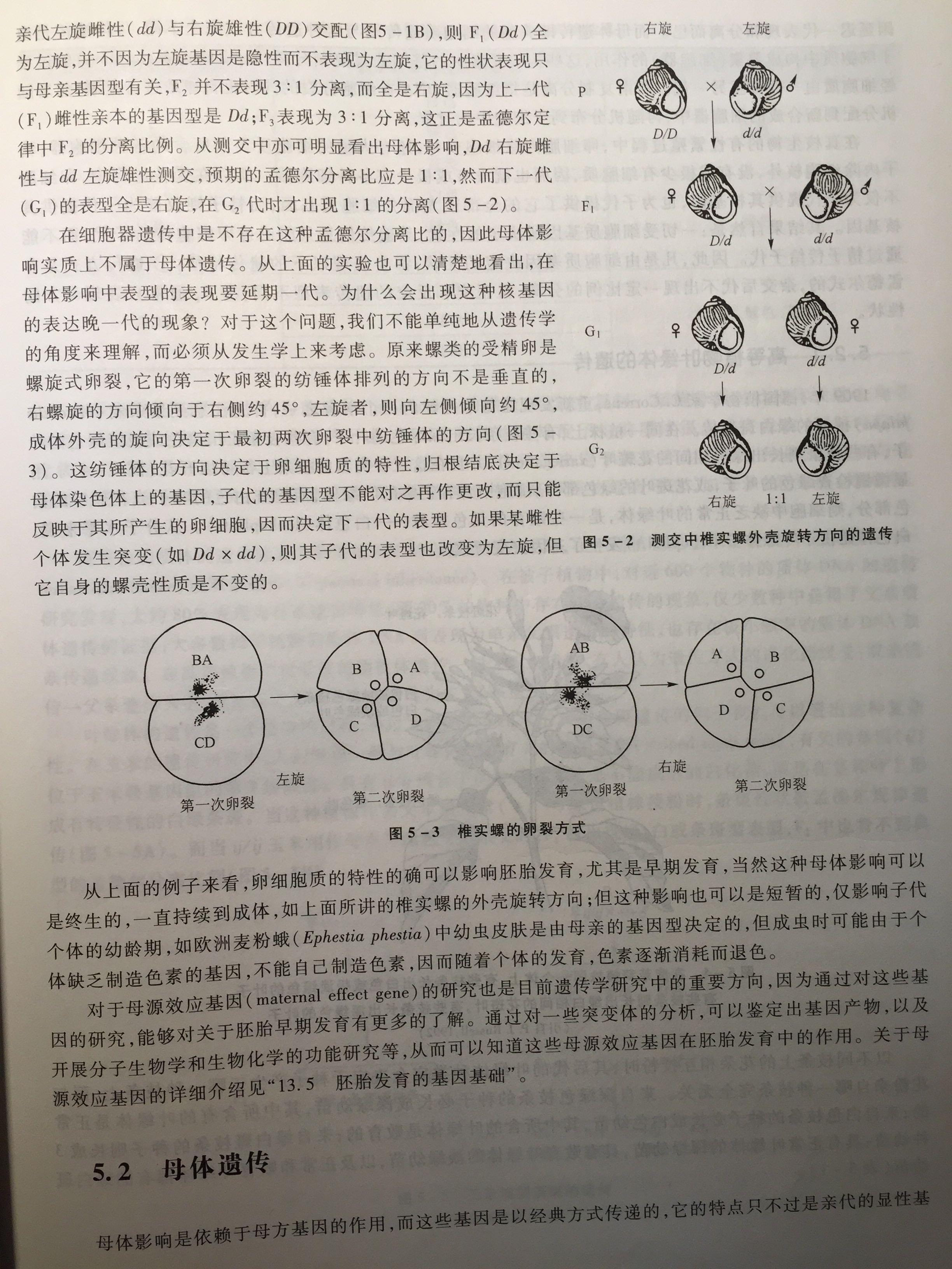 螺为什么都是右旋的