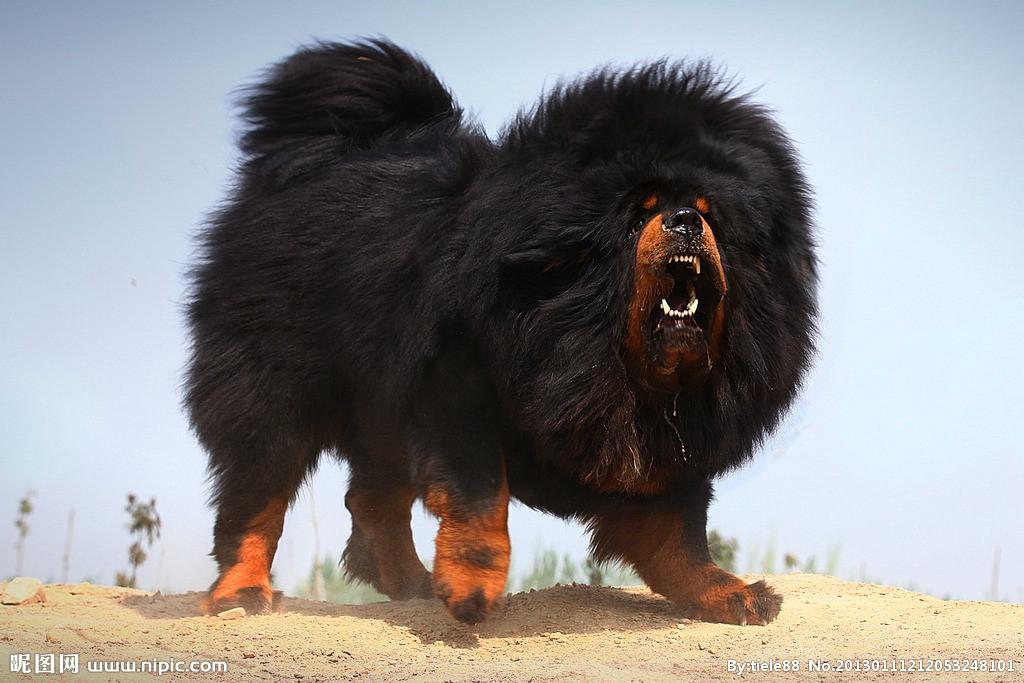 普通藏獒