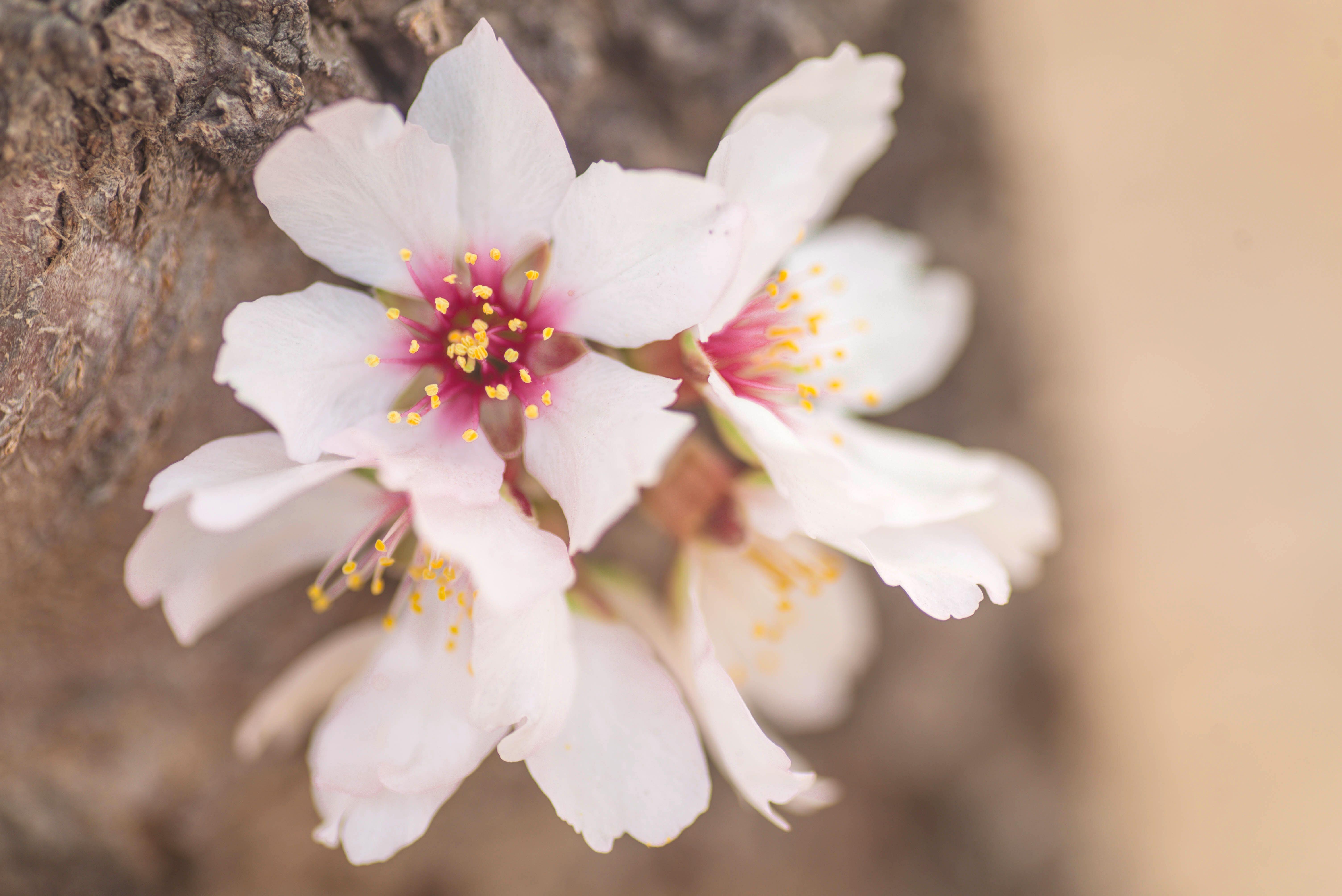 你所期待的春天是什么样子