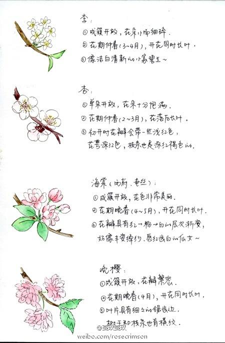 如何区别桃花,杏花,李花,樱花,梨花和梅花?