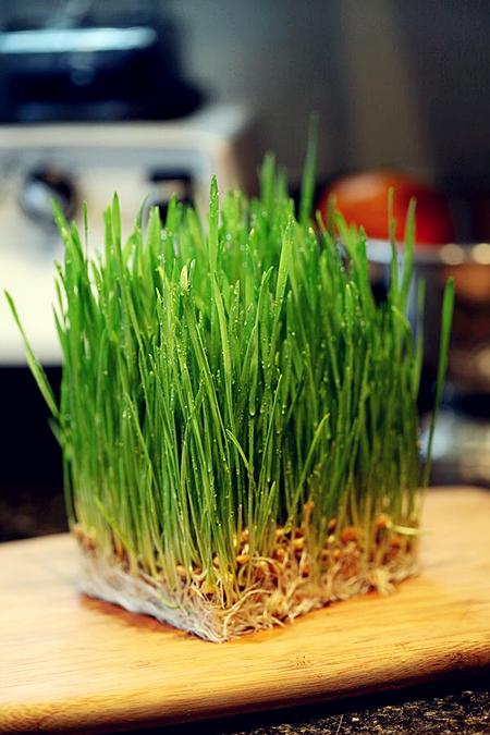小麦草是什么