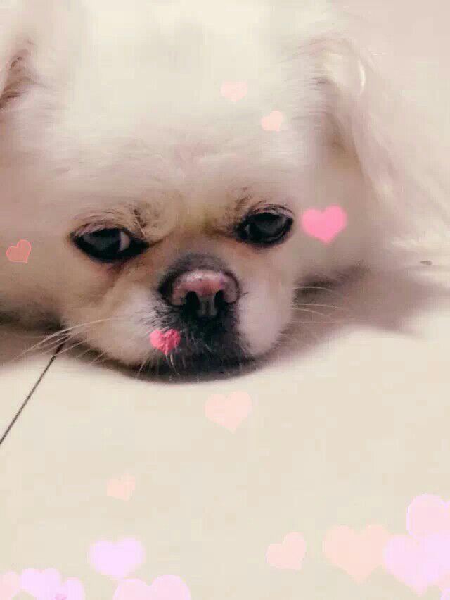 怎么拥有一只宠物 9df1948de58975b3c82f1cdc88065ba0_r.jpg