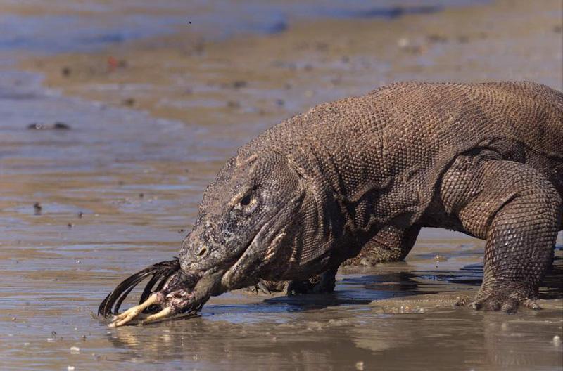 拥有一条龙是什么样的体验?
