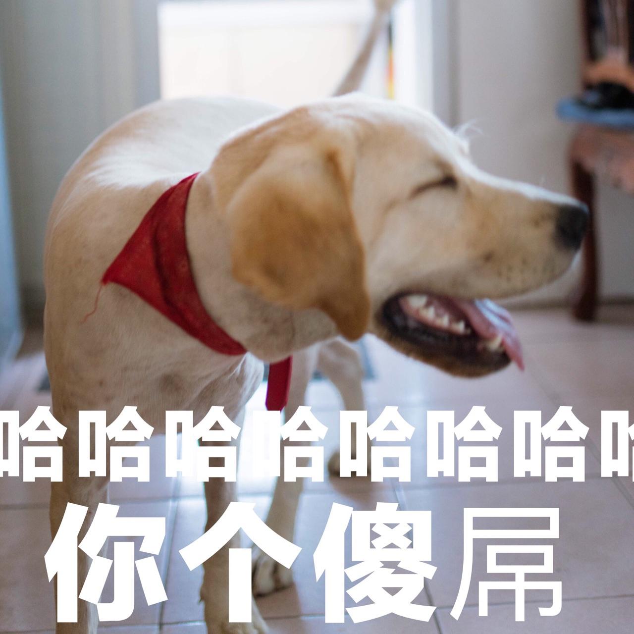 情人节单身狗创意广告|平面|品牌|刘蕊w - 原创作品 - 站酷 (ZCOOL)