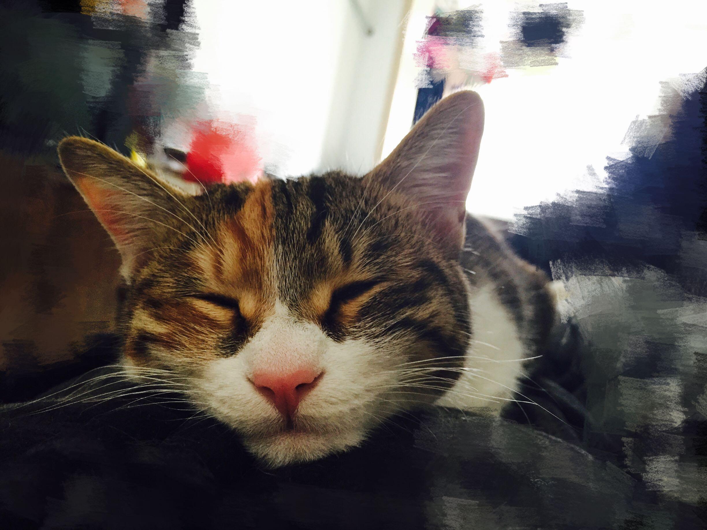 一个爱猫的女人因为男友打猫分手了,大家怎么