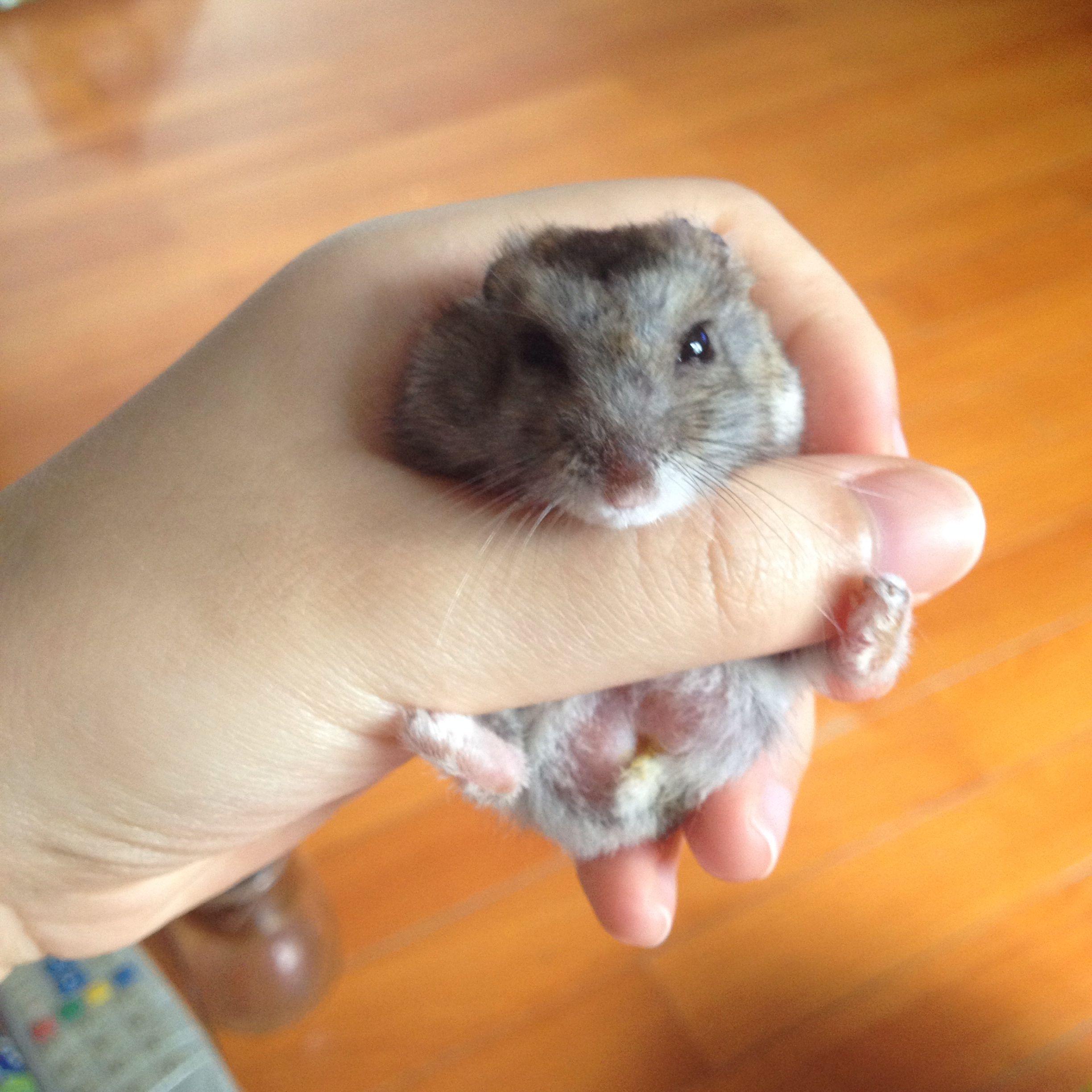 第一次提问紧急求问仓鼠的爪子肿了不是外力原因求宠物专家或者有经验