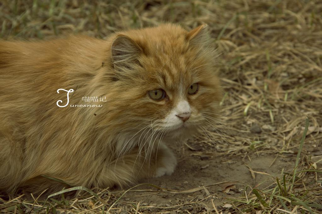 给猫吃什么好?猫粮?进口?国产?猫饭? - 段承焉