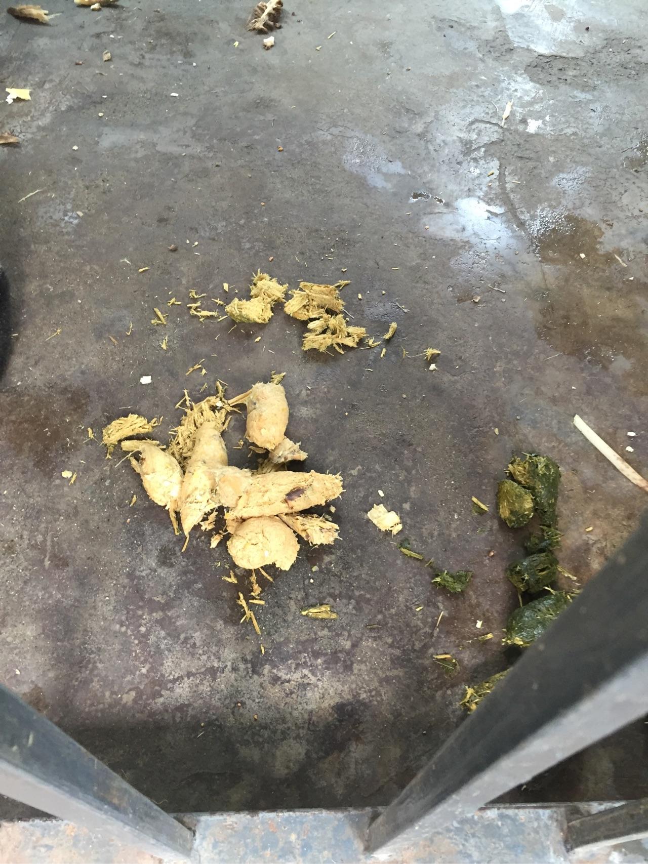 大熊猫的粪便不臭吗听说还有一丝淡淡的竹子清香