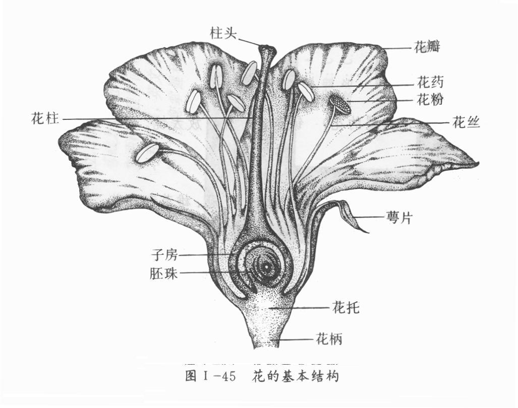 非植物学专业的人怎么认识各种各样的花