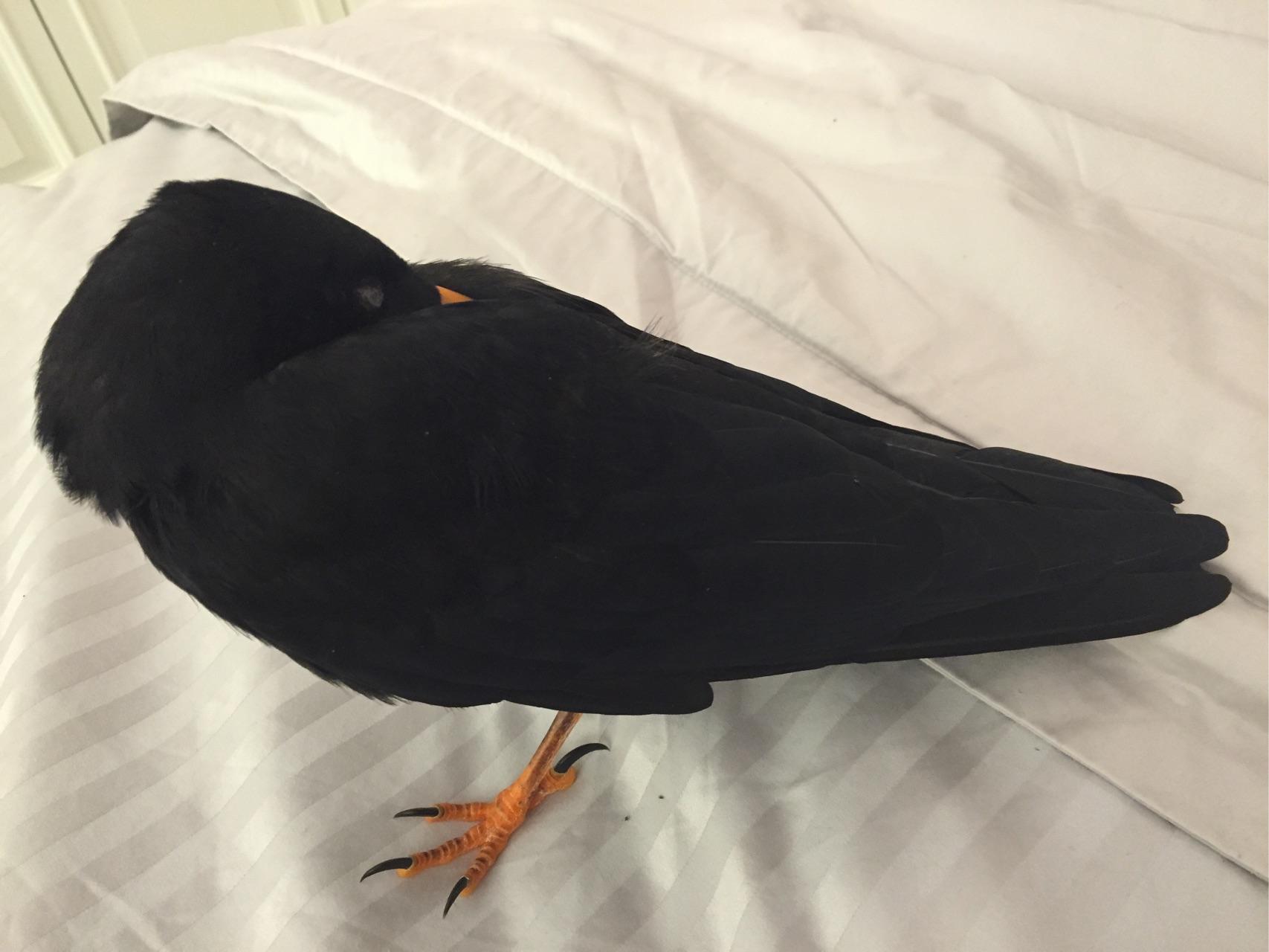 如何养一只宠物乌鸦