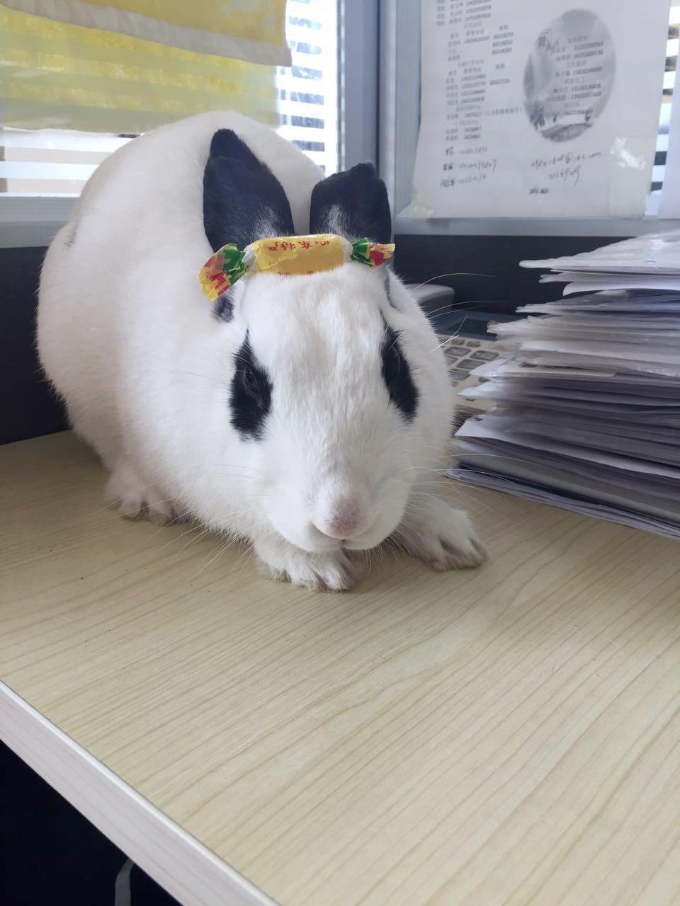 兔子每天夜里都狂跺脚到底为啥