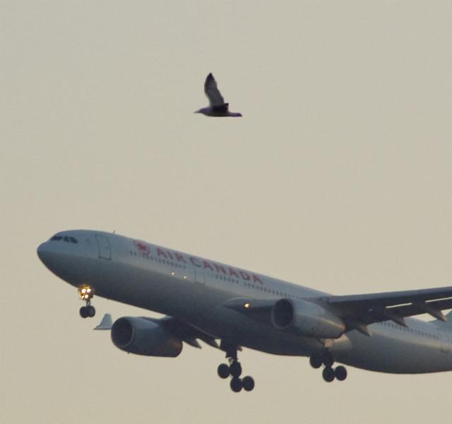 动车玻璃被鸽子撞裂,防鸟,飞机系统的「武器」更齐全