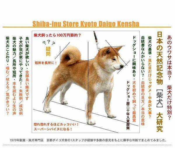 日本柴犬关系图片