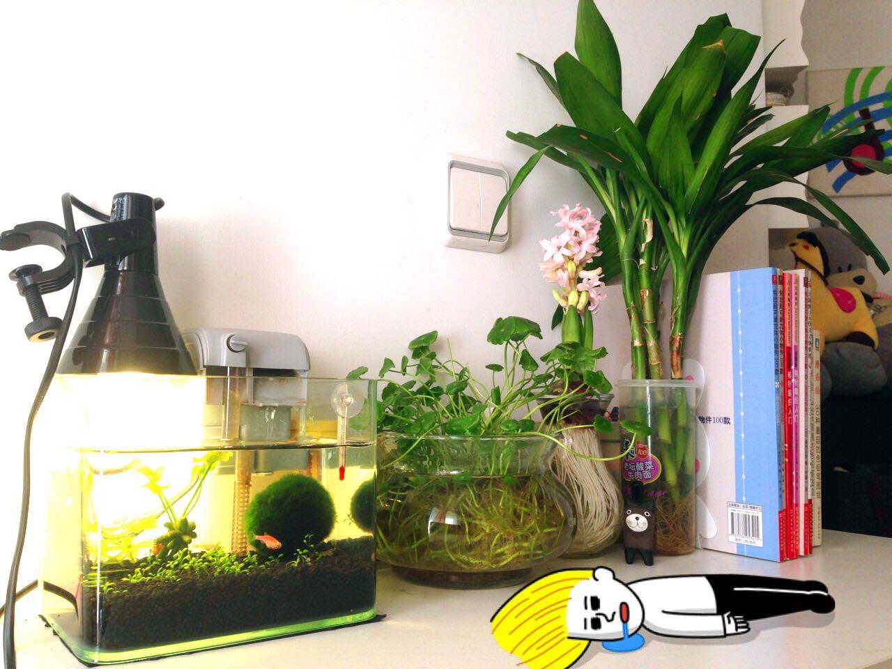 养什么鱼可以不用氧气泵?