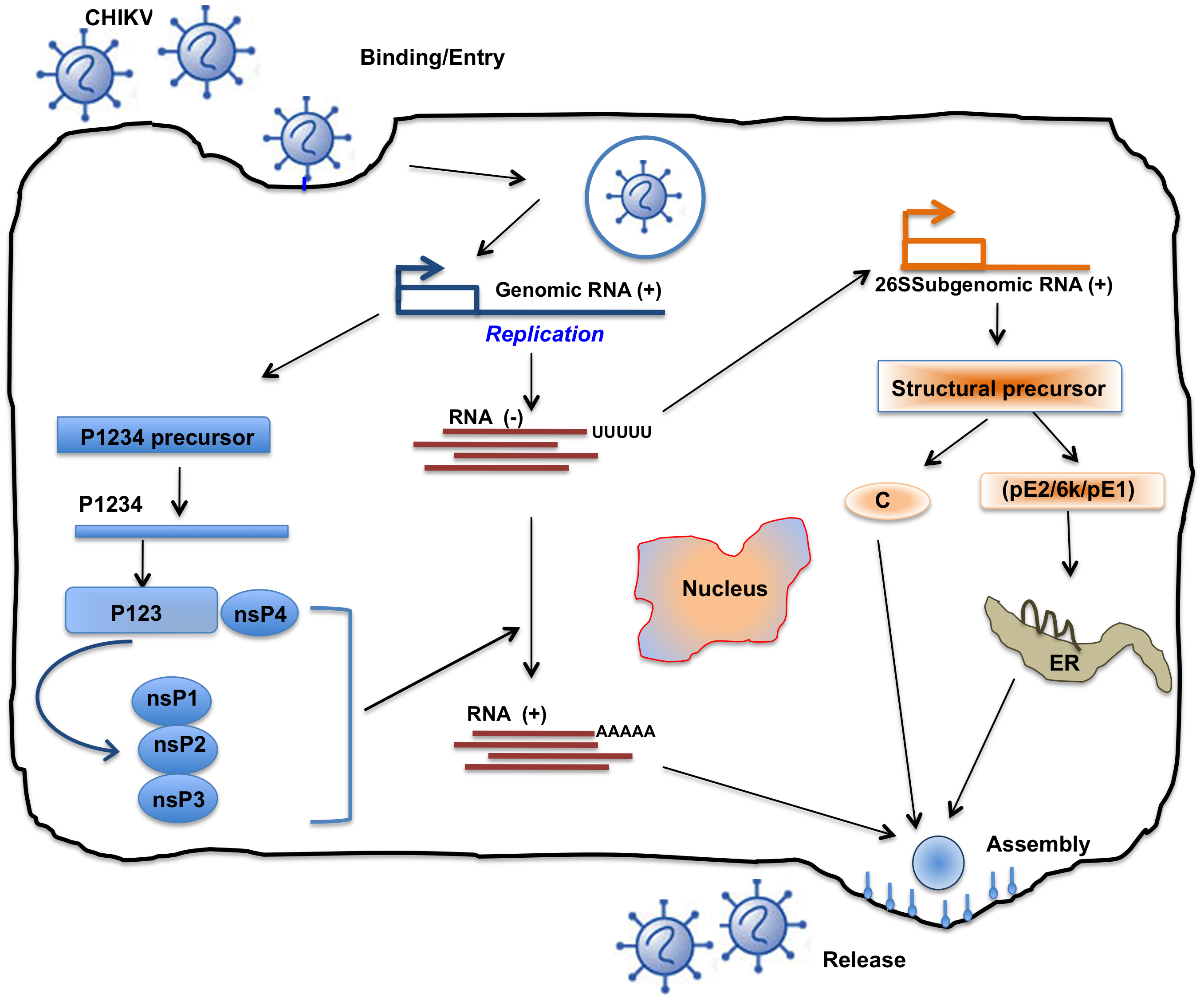 chikungunya下载地址:2014-aug-08-cha-chikv-authoch-imported-cases