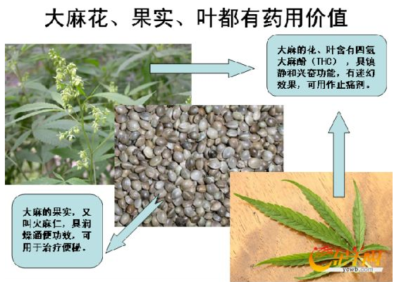 大麻定义为毒品只是政治正确 你应该先了解它的两面性 知乎