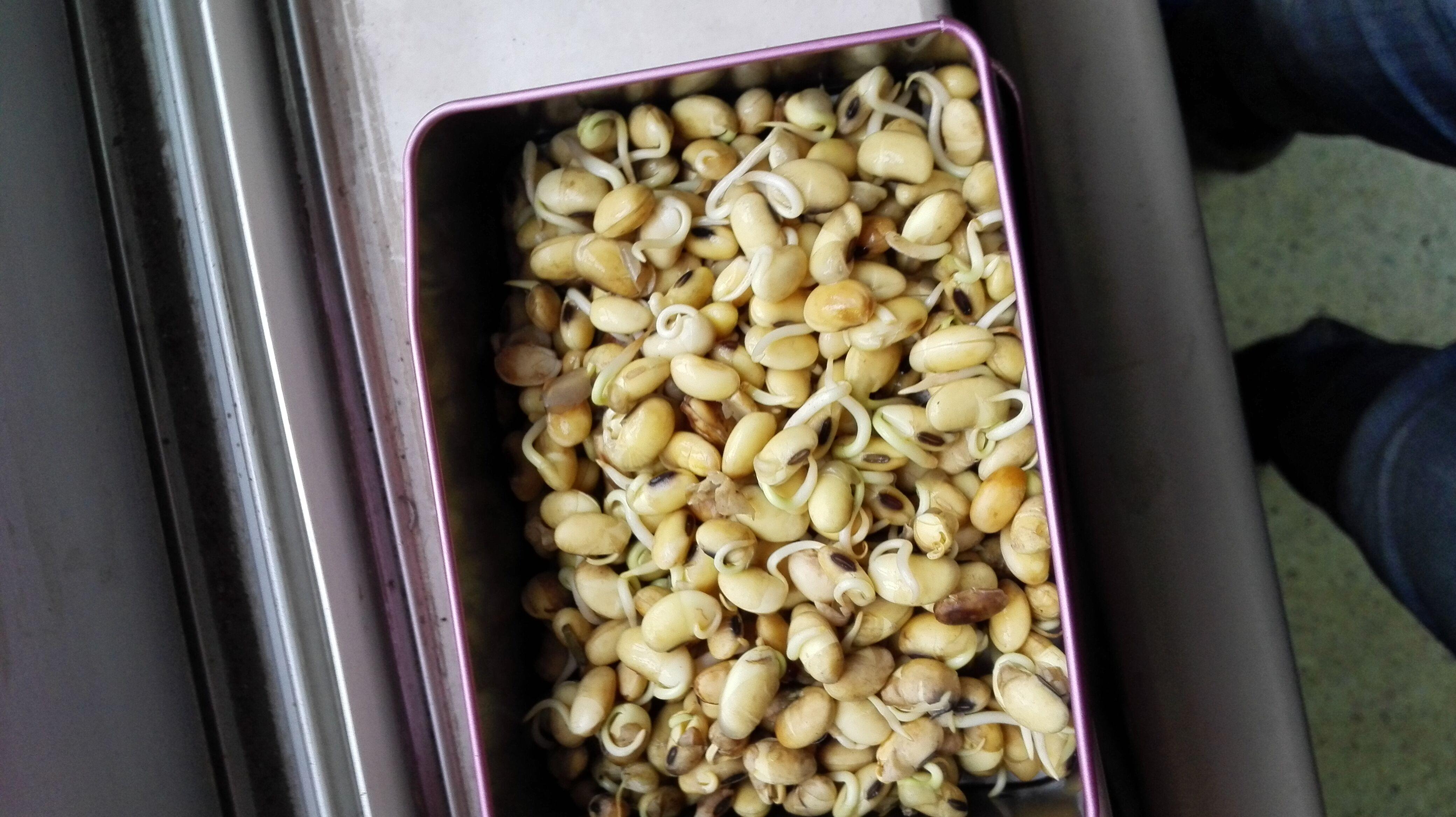 通过泡水后观察是否发芽鉴定大豆是不是转基因可行吗我在超市购买了