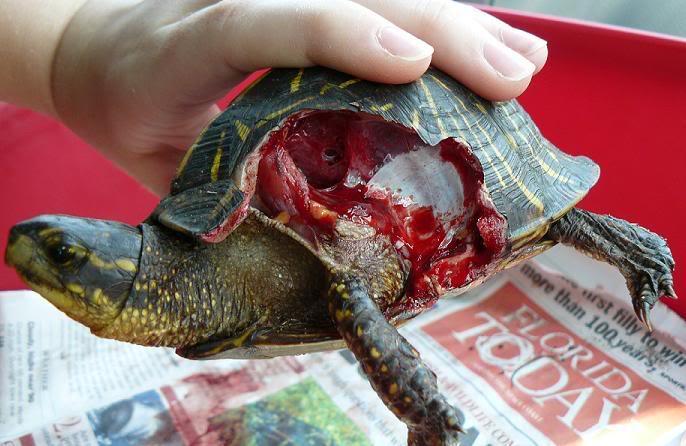 乌龟的壳掉了之后是什么样子