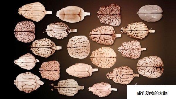 所有有大脑的动物的脑子都长这样吗