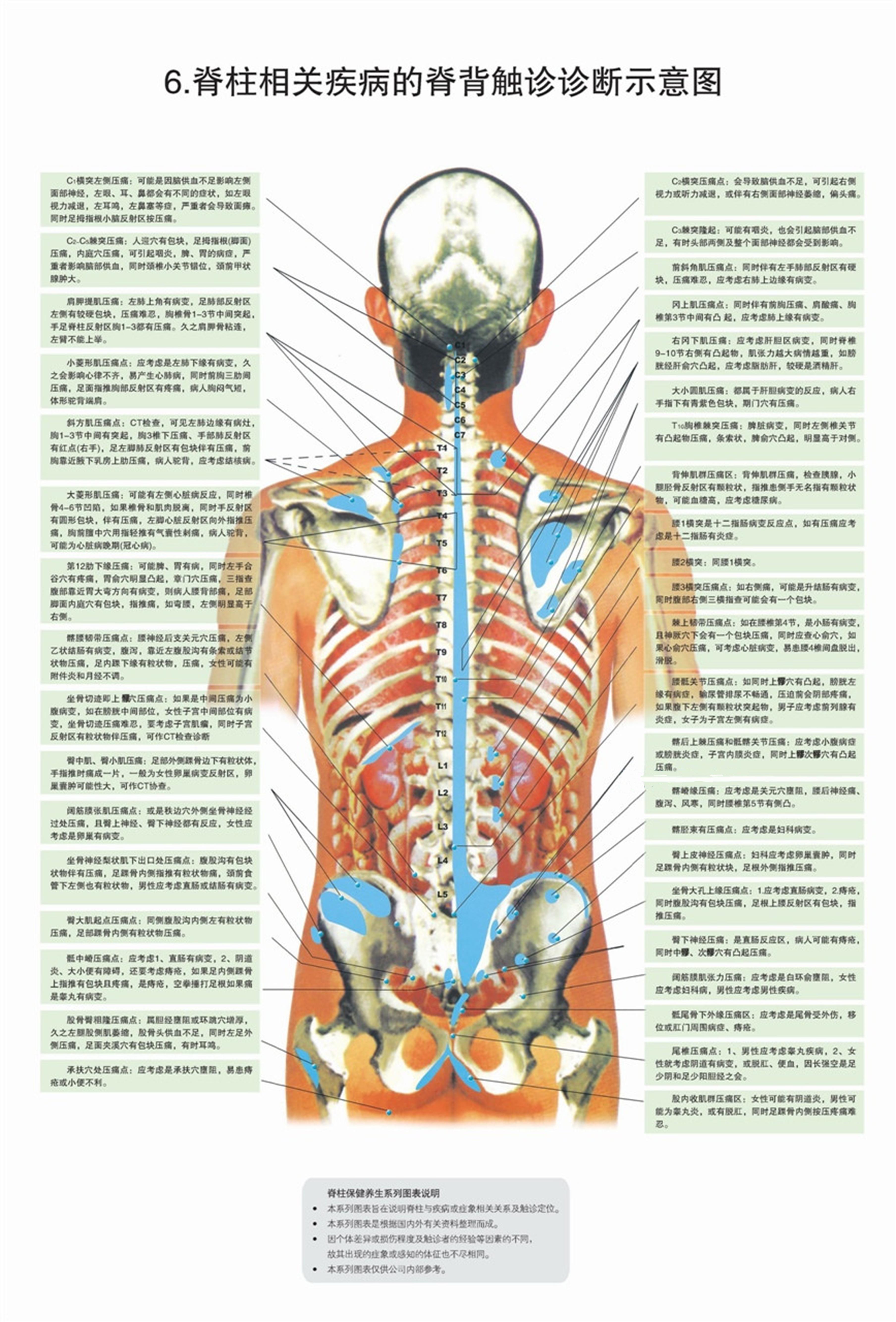 脊柱相关疾病的脊背触诊诊断示意图5,脊柱相关疾病的经穴及皮纹关系图