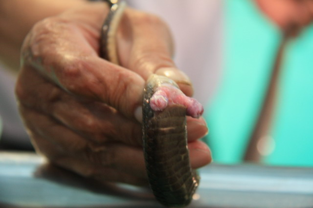 连载18深夜重口味十二生肖动物的性生活之白蛇传背后的故事