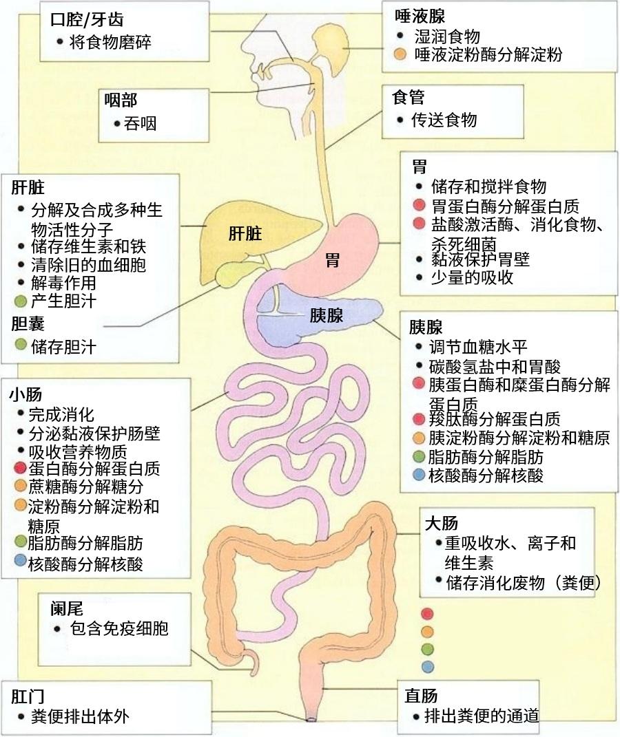 食物中的营养是怎么被人体吸收的? 