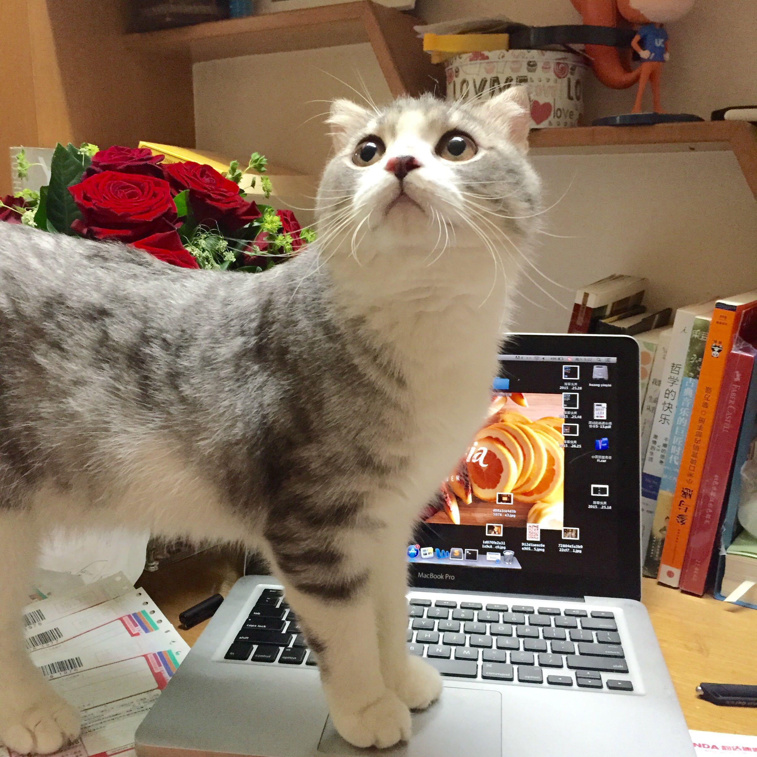 猫咪胃口不好的时候怎么办? - 猫