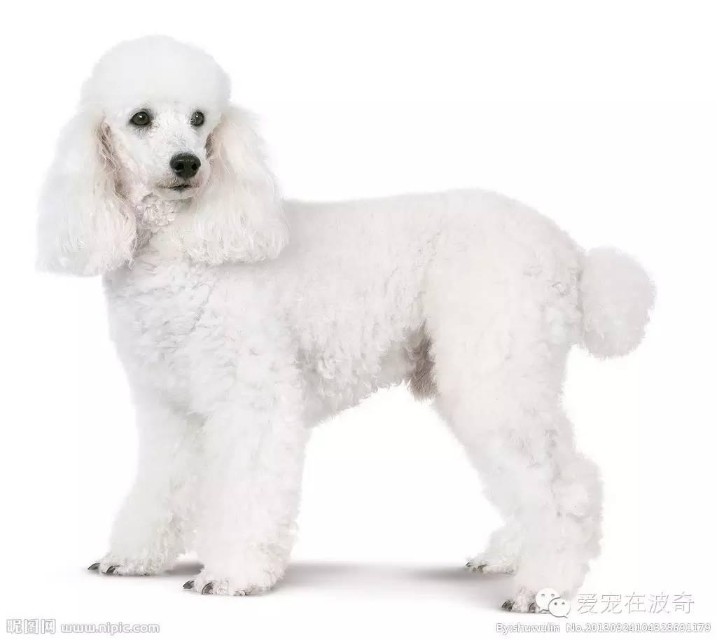 幼猫得了腰椎增生怎么治疗? - 波奇的回答