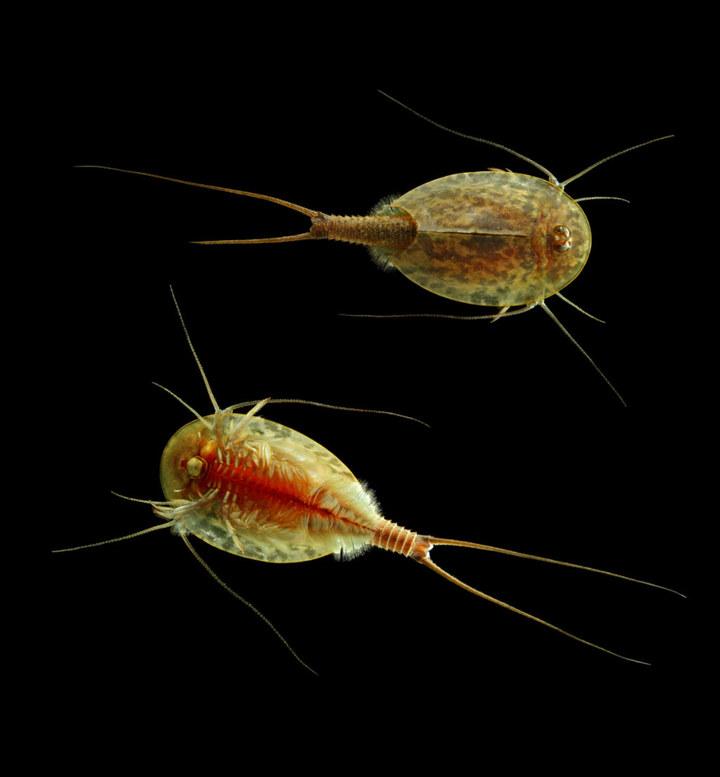 有哪些长的很像但是血缘关系很远的动物