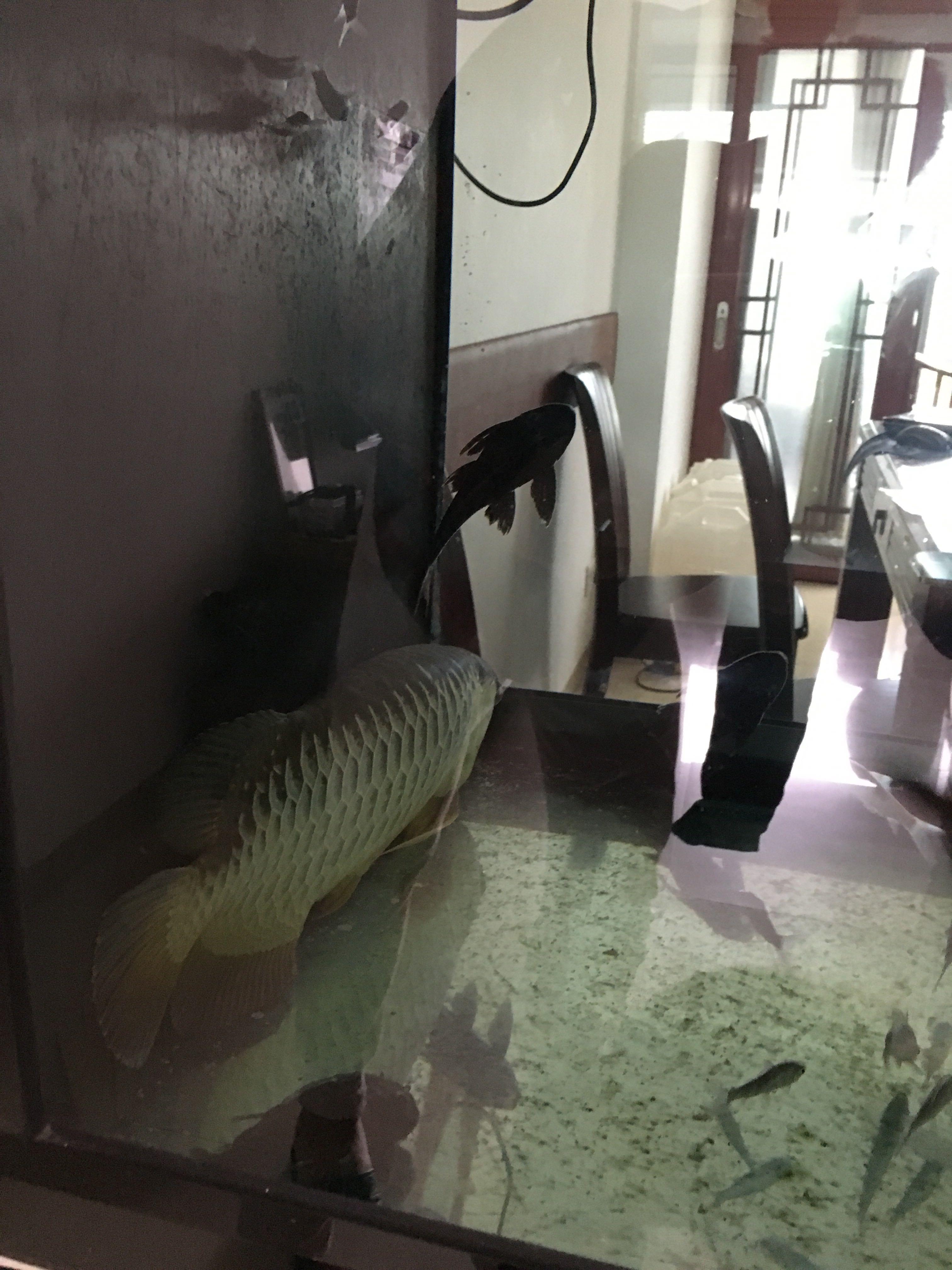 求救 金龙鱼沉底不游怎么办!? - 鱼类