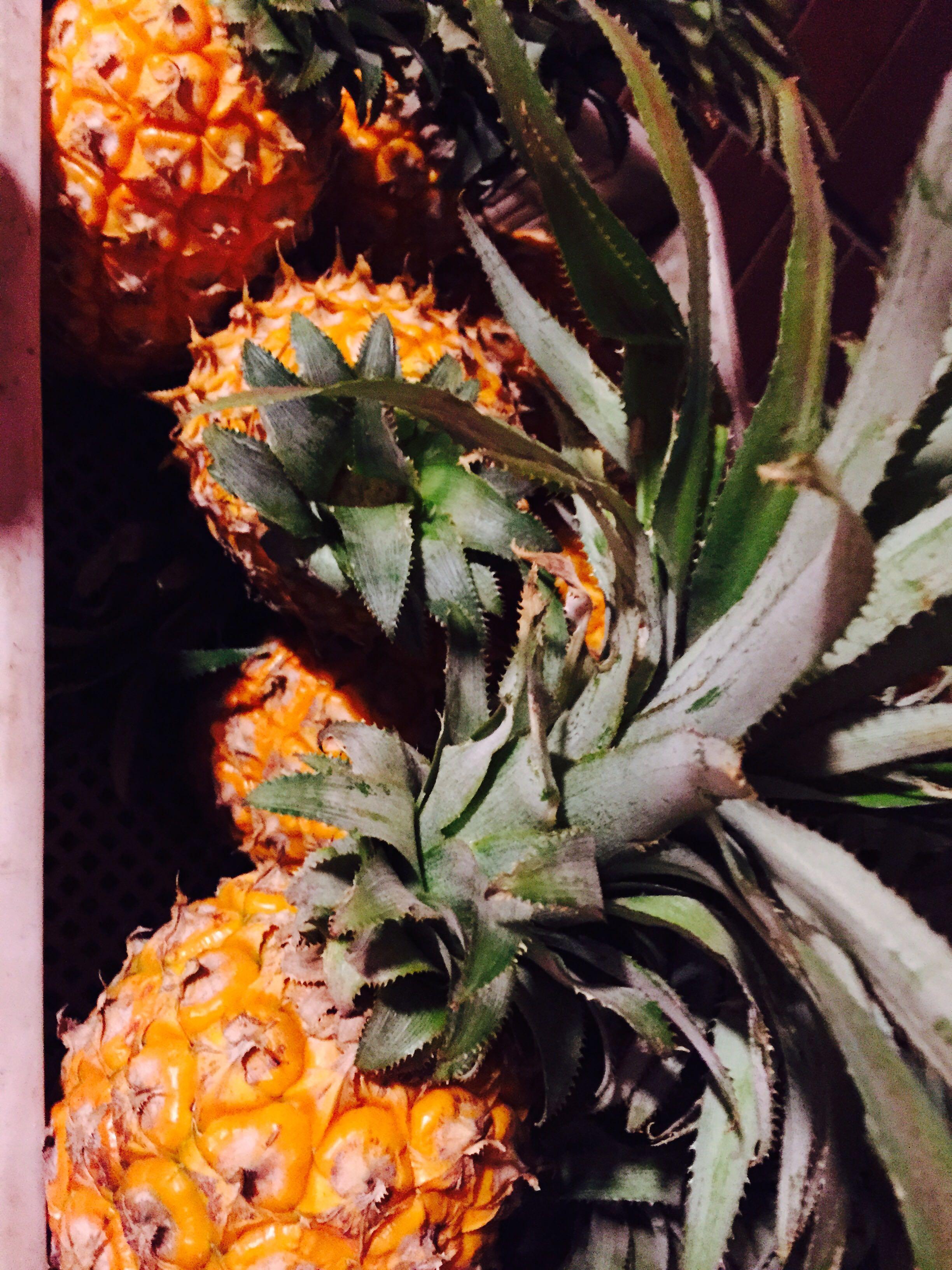 菠萝不同的品种有什么区别?