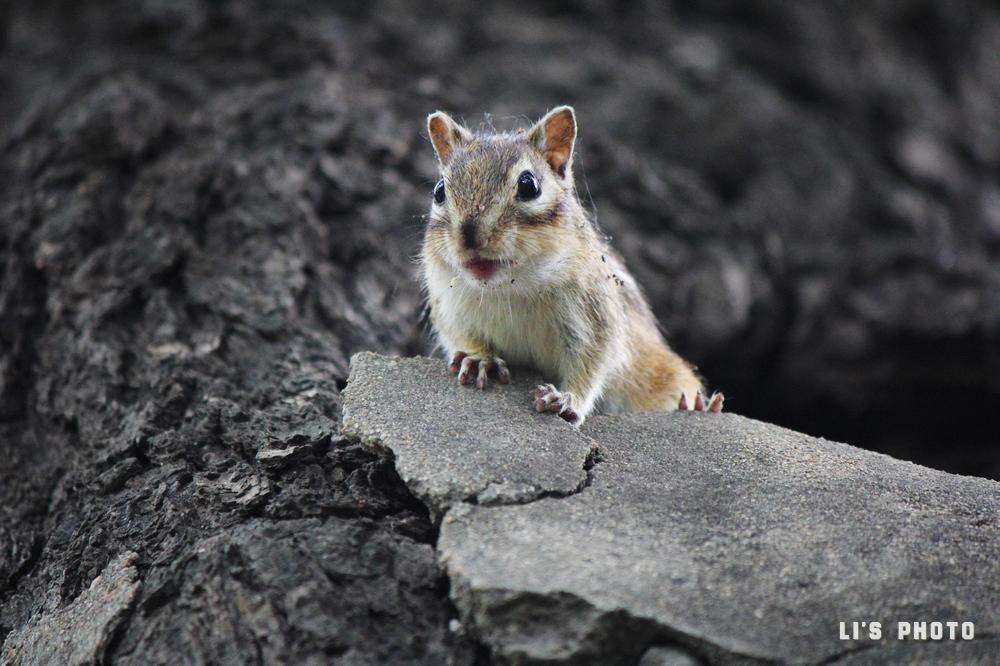 想拍这种胆小的动物,得极度有耐心,才能靠的足够近.